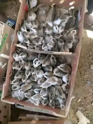 4weeks Well Vaccinated Broilers, Turkey Available for a Deal