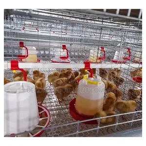 Imported Day Old Cage 200 Chicken Raising Cage(20 Years )