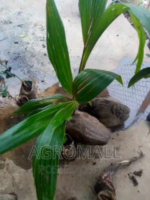 Dwarf Coconut _1 Seedling