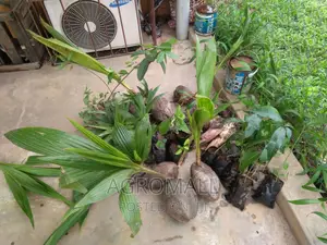 Dwarf Coconut _1 Seedling
