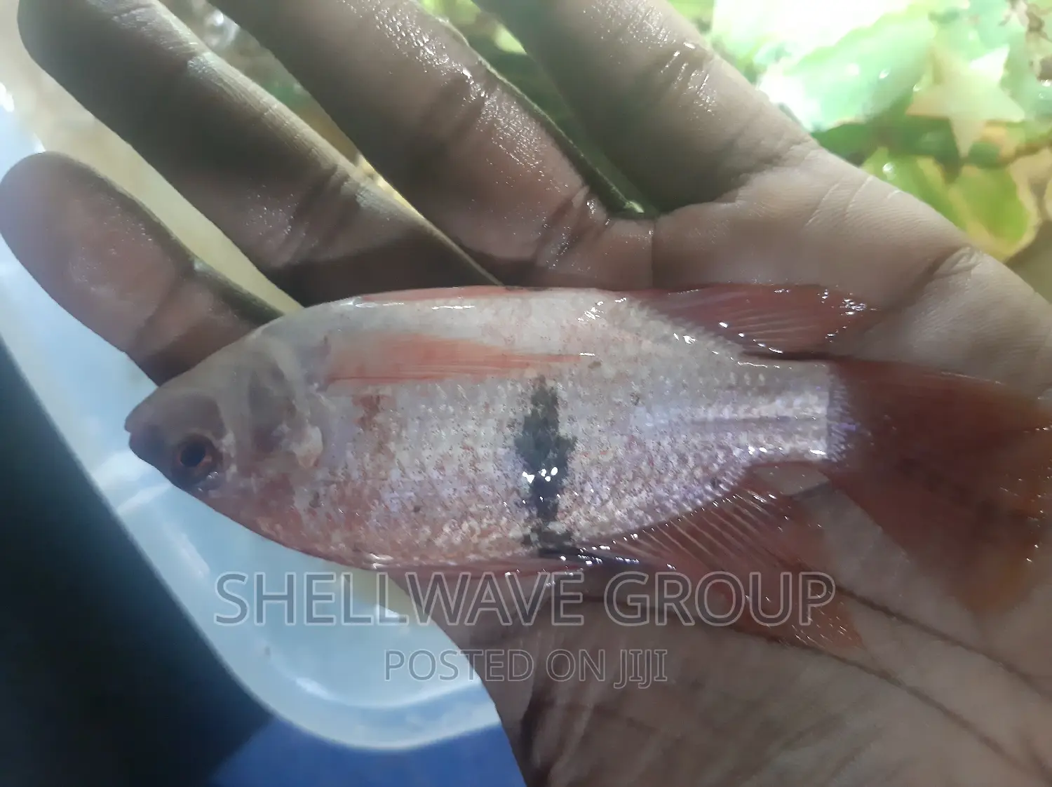 Exotic Red Snapper Fish
