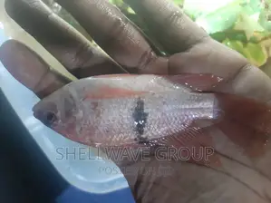 Exotic Red Snapper Fish