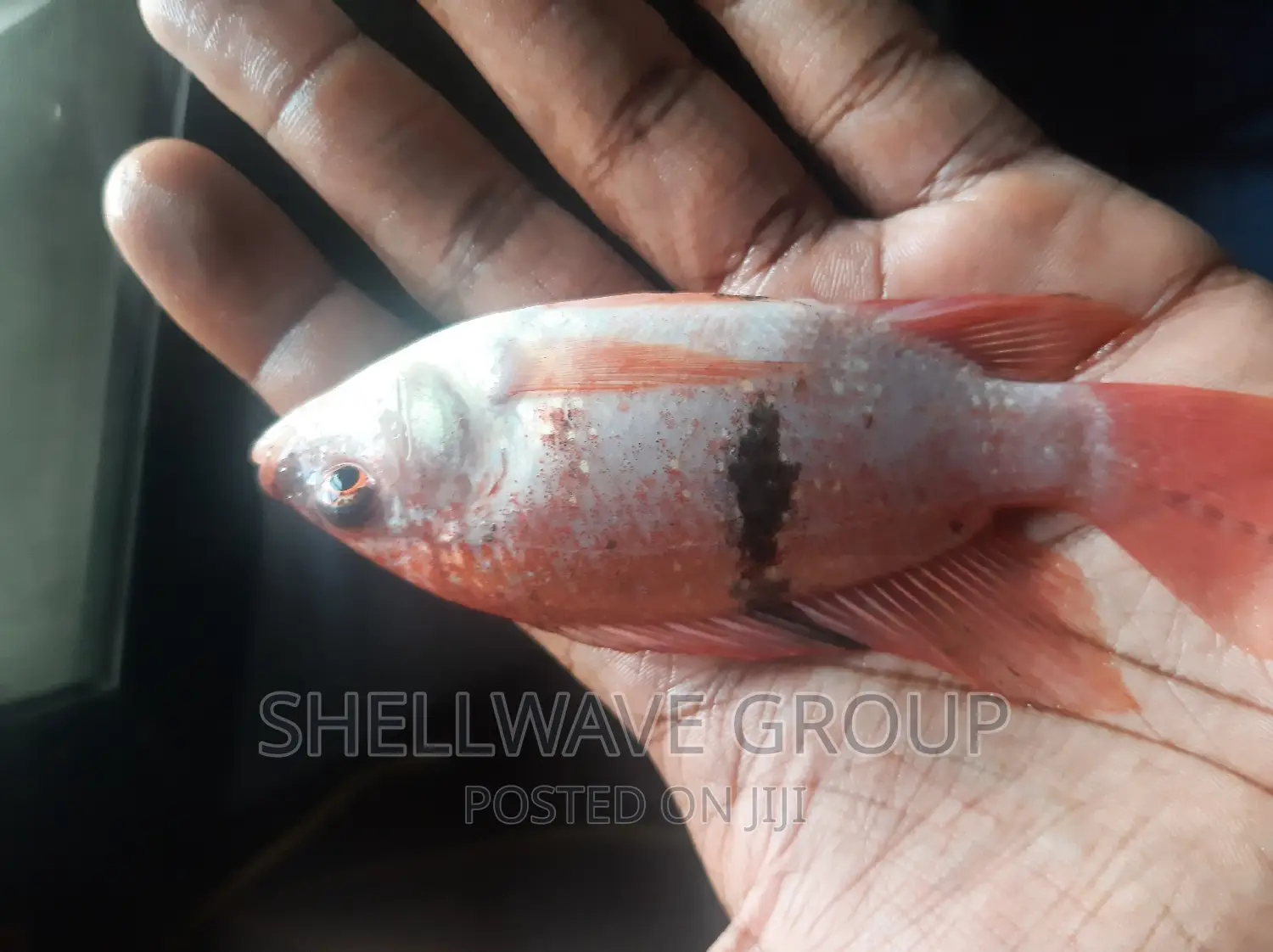 Exotic Red Snapper Fish