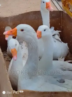 Emdem Gaint Goose Pair