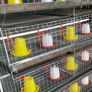 H Type Cage 120 Chicken Capacity Direct Importers