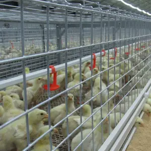 Fast Broiler Raising Imported Cage 120 Capacity