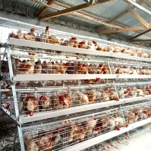 Top Grade 160 Layer Chicken Cage For Smart Farmers In Nig