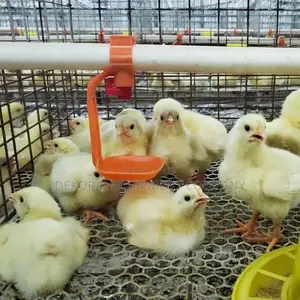 Foreign Cage 120 Capacity Broiler Cage 20 Years Lifespan