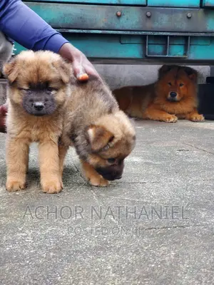 1-3 months Female Purebred Chow Chow