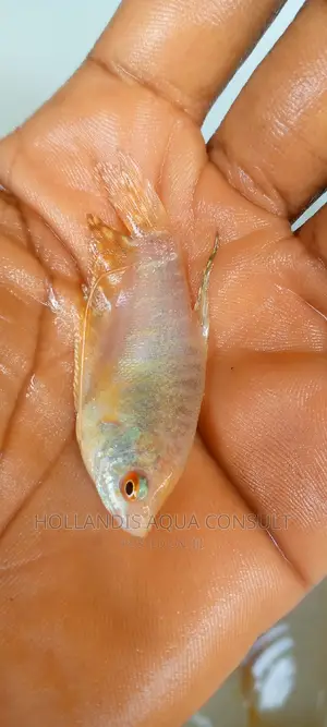 Gouramis White, Pearl, Honey, Blue,3dot , Gold Aquarium Fish