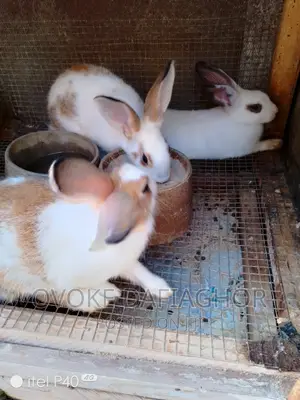 Imported Bunnys