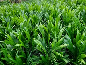 High Breed Oil Palm Seedlings for Sale