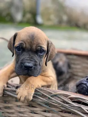 1-3 months Female Purebred Boerboel