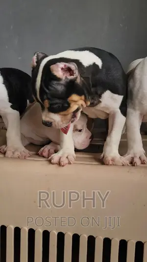 1-3 months Female Purebred American Bully