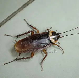 Crockroaches, Roaches, Mosquitoes Fumigation Services