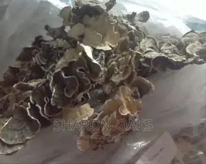 Reishi Mushroom Slice (100g)