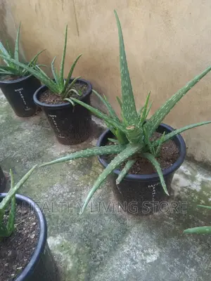 Aloe Vera Plant (A Stand)