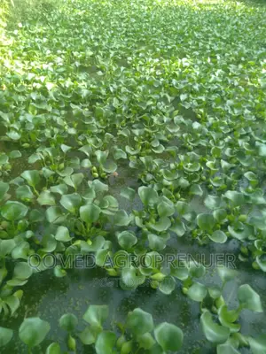 Water Hyacinth