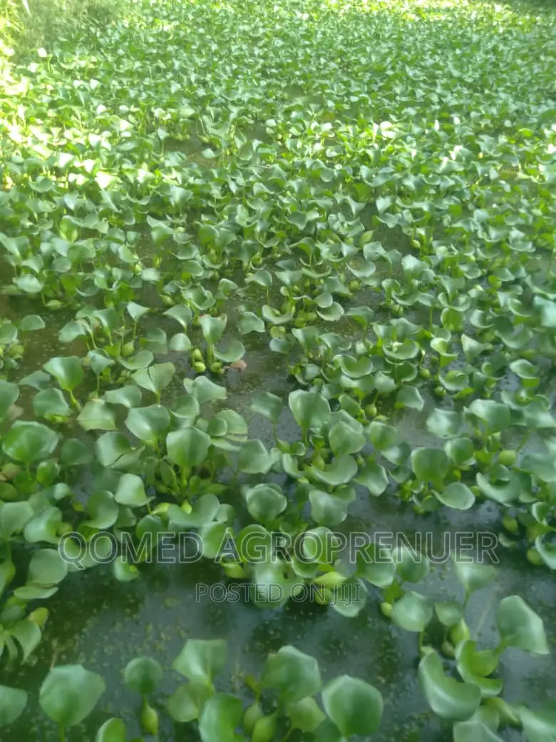 Water Hyacinth