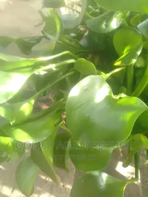 Water Hyacinth