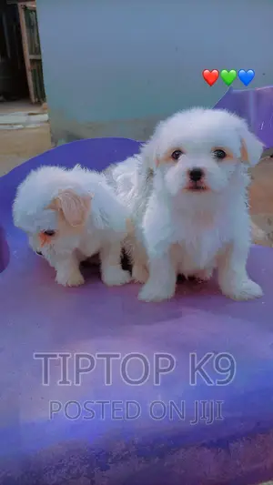 1-3 months Male Purebred Lhasa Apso