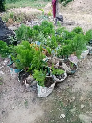 Landscape Plants for Homes, Hotels, Estate Driveway
