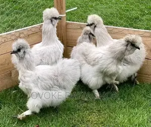Exotic Chinese (Silky) Chicken