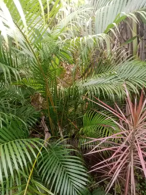Hedges Flower, Indoor Plant, Medicinal Plants Nursery