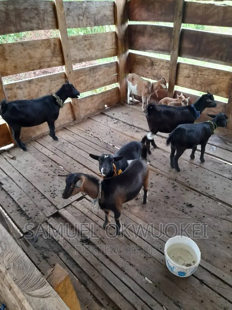 Farm Setup and Consultancy Services