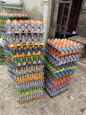 Egg In Ikorodu For Sale Large Quantities