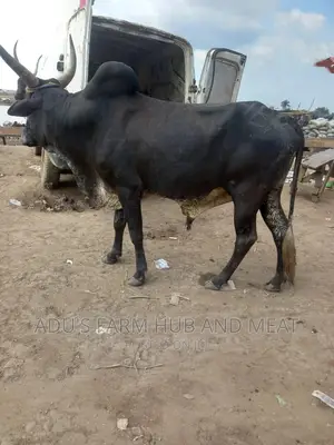 Big Owambe Cows