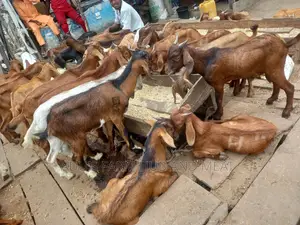 Full Goat Meat