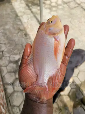 Both Red and Black Gift Tilapias Fingerlings