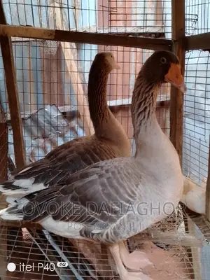 Pure-breed (Gaint) Pair Canada Geese.(Laying)