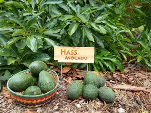 Hass Avocado Seedlings