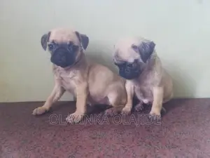 1-3 months Female Purebred Pug