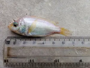 Red Tilapia Fingerlings and Juveniles