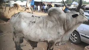 High Breed Cow