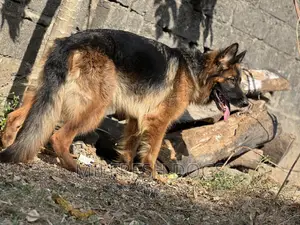6-12 months Female Purebred German Shepherd