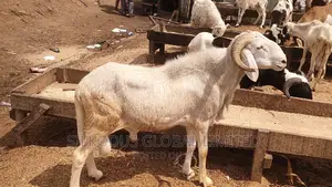 Very Healthy High Breed Ram