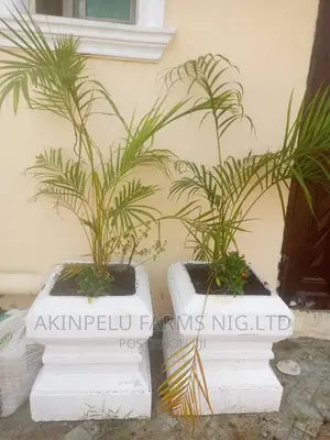 Flower Planting /Beautification