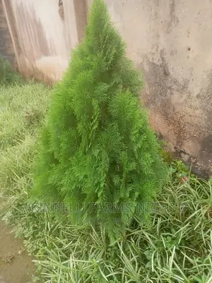 Christmas Tree.
