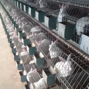 Rabbit Cages