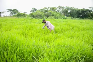 Brachiaria Ruziziensis Grass Seeds