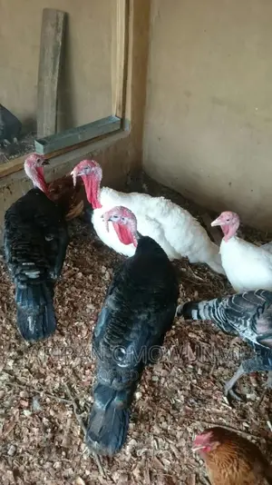 Adult and Day Old Turkeys