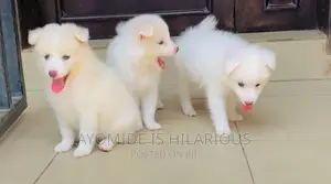 1-3 months Female Purebred American Eskimo