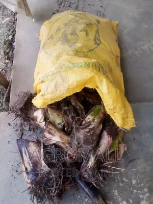 Plantain Suckers/ Banana Suckers Varieties