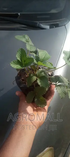 Strawberry  Plant