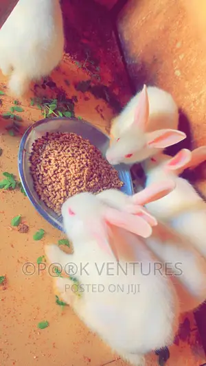 Rabbit (New Zealand)