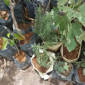 Herbs; Best Rosemary Seedlings